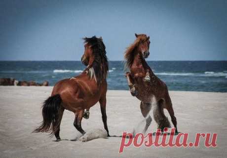 Одни из самых красивых животных планеты - лошади. Удачное фото танцующей пары сделано на побережье Испании.