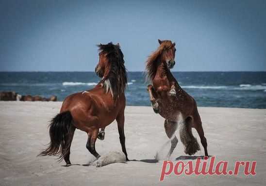 Одни из самых красивых животных планеты - лошади. Удачное фото танцующей пары сделано на побережье Испании.
