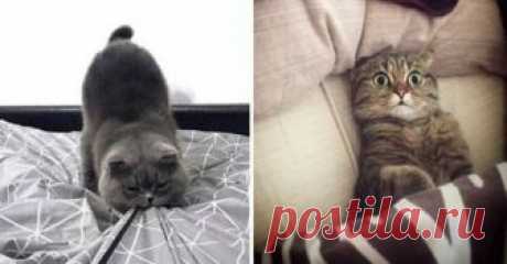 20 обалденных фото, в которых вся суть котов. «Усатые» приколы - Ok’ейно.plus okayno.plus