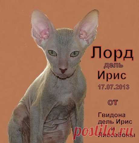 Лорд дель Ирис-ожидает заботливых родителей!