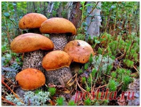 Как сеять грибы
Готовится грибная "рассада" - просто. Берётся шляпка уже перезревшего гриба (белый или подберезовик). Перемалывается на обычной ручной мясорубке. Кладётся в бутыль с водой. Дальше идёт способ "пробуждения" спор грибов. "Чтобы пробудиться споре в природе - ей нужно пройти по кишечнику зайчика или ежика. Какая там на эту спору воздействует среда в этом кишечнике? Крайне агрессивная по отношению к пище - она, эта среда, пищу эту расщепляет. Для воссоздания та...