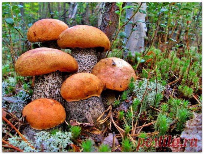 Как сеять грибы

Готовится грибная 