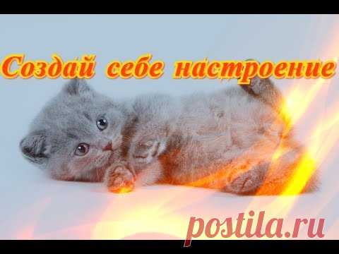 Забавные животные