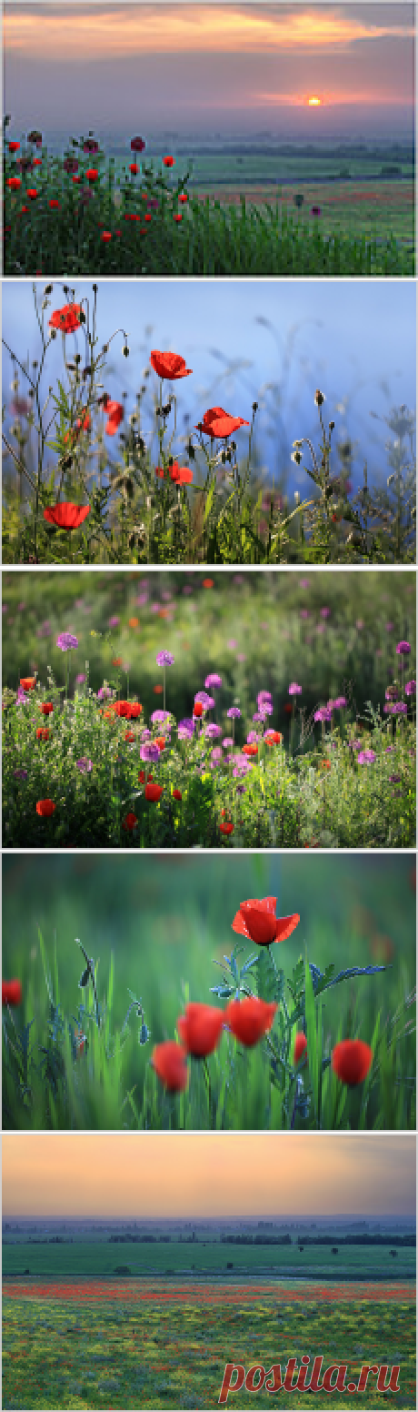 Не спугните эту нежность... В Рай открываются дверцы!.
