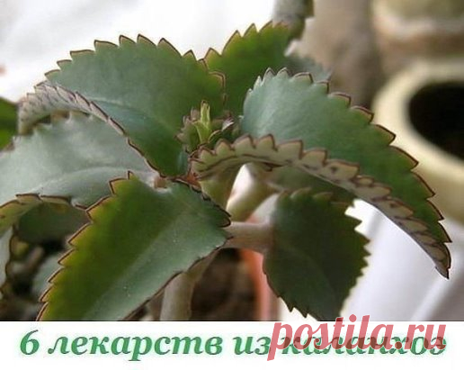 6 лекова из Каланцхое Каланцхое се веома широко користи не само у народној, већ иу професионалној медицини. Пошто сте потрошили мало времена и енергије, можете сасвим припремити лекове таквих хемичара, које по својим квалитетима неће донијети чак и најсавременије и најскупље. 1. Маст 40 мл сока Каланцхое, 0,25 г фуразолидона, 0,25 мл 2% новоцаине и око 100 г анхидрованог ланолина. Сви пажљиво мешајте. Чувати на собној температури. Можете се суочити са свим ранама, лијечити децубитус