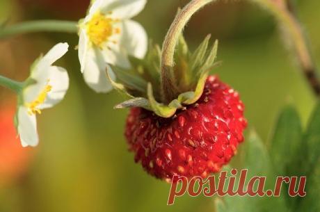 Сажаем землянику. Как правильно обновить или создать ягодную поляну