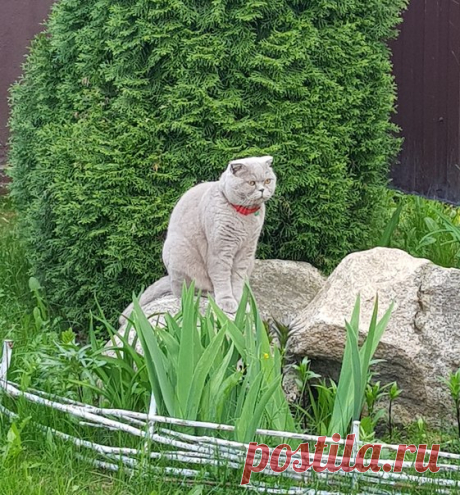 Позирует котейка