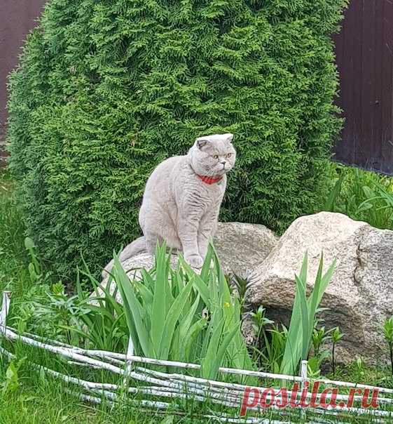 Позирует котейка