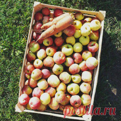 Статьи - Маски из яблок для лица – Фитнес для лица - Уникальная методика по омолаживанию кожи лица
