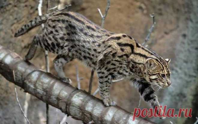 Кошка-Рыболов или Виверровый кот: 25+ фото Крапчатой, цена