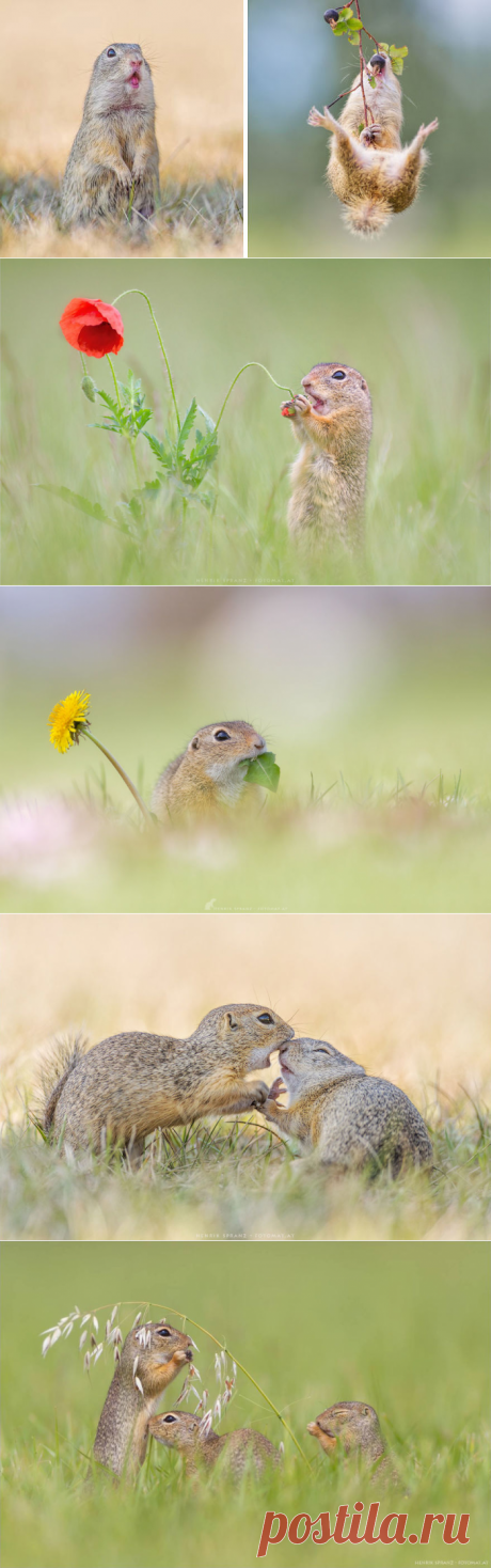 Фотограф Запечатлел Забавную Сторону Сусликов | Скучно Панда