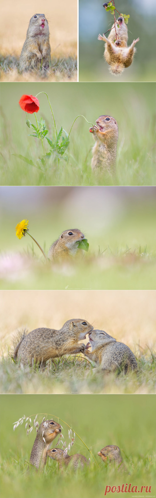 Фотограф Запечатлел Забавную Сторону Сусликов | Скучно Панда