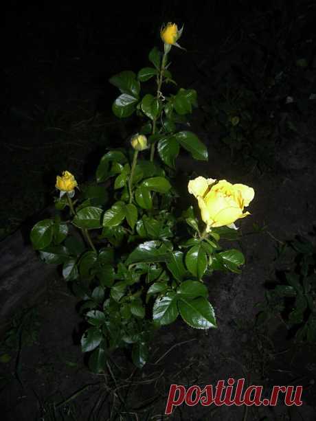 Тамара Прусенко