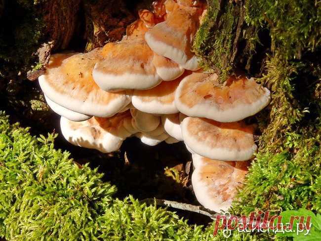 Ох и вкусна же ты, 