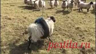 Утерянные сокровища