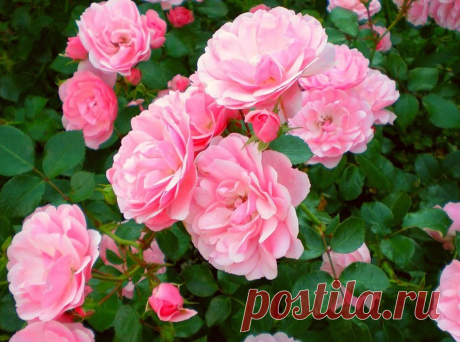 Осенняя посадка роз. Как посадить розы осенью: 5 основных этапов