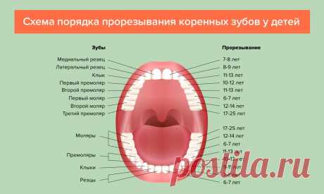 Прорезывание зубов у детей — порядок, сроки, симптомы, схема роста и таблица с рождения