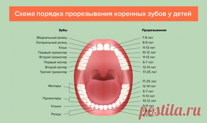 Прорезывание зубов у детей — порядок, сроки, симптомы, схема роста и таблица с рождения