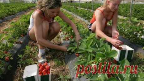 Украинцам, которые ездят на заработки, придется платить налоги двум странам