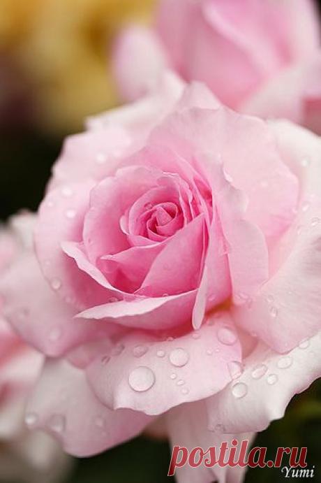 ЛЕДИ-ФЕЯ | Уют. Рукоделие. Декор дома и сада