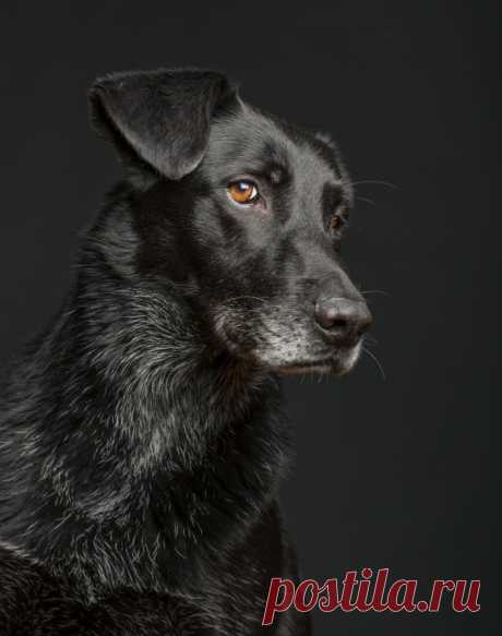 О чем думает ваша собака? Фотограф Эльке Фогельсанг (Elke Vogelsang) — Фотоискусство