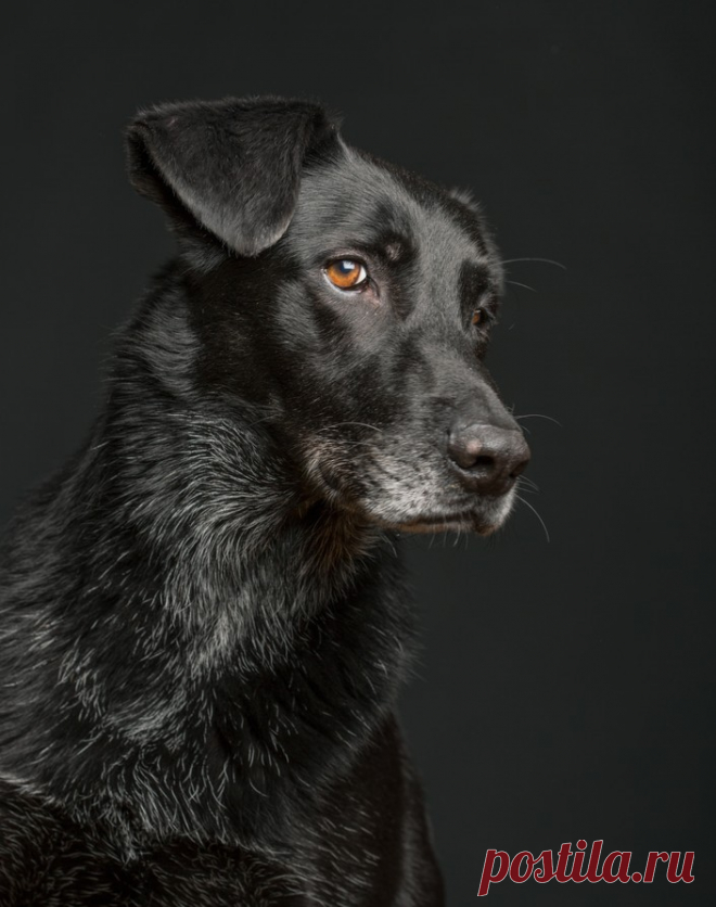 О чем думает ваша собака? Фотограф Эльке Фогельсанг (Elke Vogelsang) — Фотоискусство