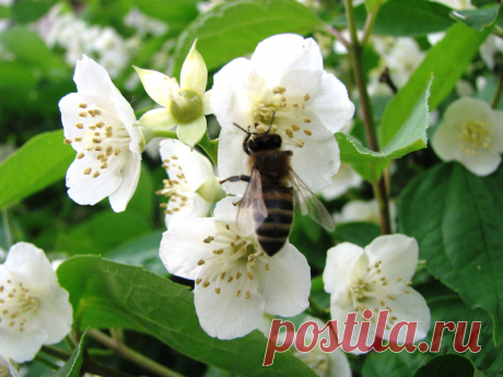 яблоня | Фотогалерея цветов и растений