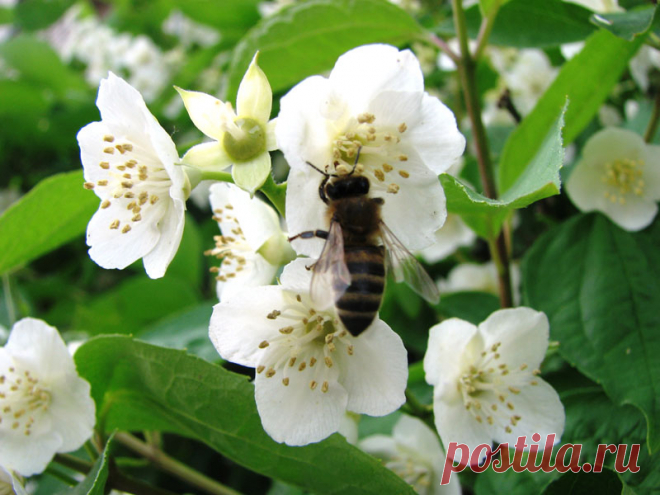 яблоня | Фотогалерея цветов и растений
