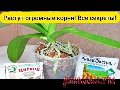 Огромные КОРНИ орхидеи || ЦИРКОН и РИБАВ для орхидеи