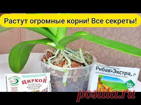 Огромные КОРНИ орхидеи || ЦИРКОН и РИБАВ для орхидеи