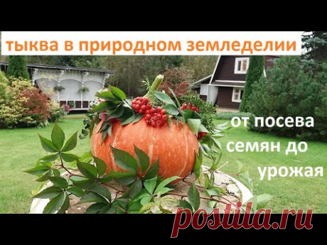 Тыква от А до Я в природном земледелии.