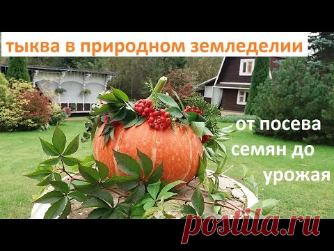 Тыква от А до Я в природном земледелии.