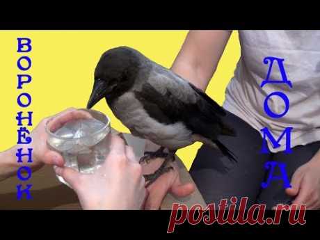 Необычный питомец. Первое кормление вороненка. Feeding the crow Подобрали вороненка, который еще не умеет летать, да правый глазик к него больной. *** Красивая модная детская одежда https://arnatana.ru/odejda/ *** Самые лу...