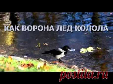 Как ворона лёд колола: забавные и смешные животные. As the crow stabbed the ice: fun animals - YouTube