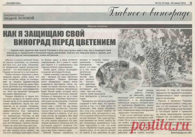 Как я защищаю виноград перед цветением
