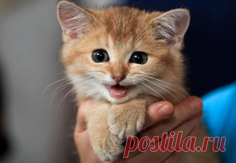 Самые трогательные видео года - Новости Общества - Новости Mail.Ru