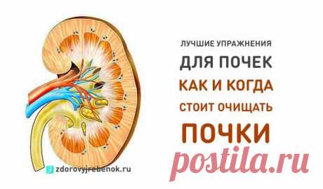Лучшее упражнение для почек. Как и когда стоит очищать почки! Лучшее упражнение для почек. Как и когда стоит очищать почки!Почки - один из главных органов человеческого организма. За сутки они способны