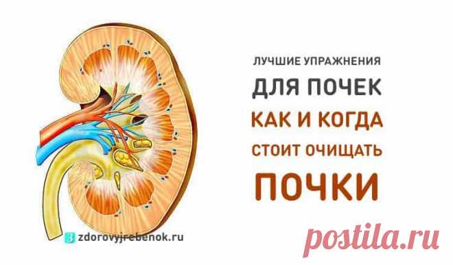 Лучшее упражнение для почек. Как и когда стоит очищать почки! Лучшее упражнение для почек. Как и когда стоит очищать почки!Почки - один из главных органов человеческого организма. За сутки они способны