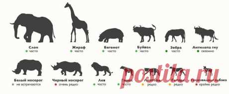 Животные национального парка Масаи-Мара