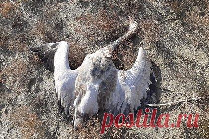 В российском регионе произошла массовая гибель журавлей. В Ставропольском крае массово погибли серые журавли из Красной книги. В ноябре в Петровском городском округе обнаружили 800 тушек птиц, четыре зайца и куропатку. Были проведены химико-токсикологические исследования, которые показали, что в крови животных найден яд, содержащий фосфорорганические соединения.