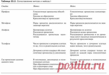 СРАВНЕНИЕ МИТОЗА И МЕЙОЗА