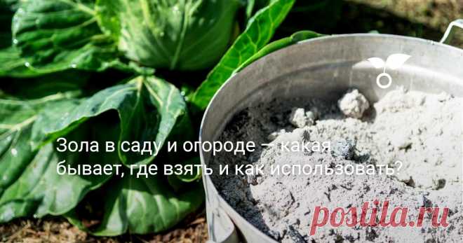 Зола в саду и огороде — какая бывает, где взять и как использовать? Издавна золу применяли где только можно. Сейчас дачники используют золу в саду-огороде не только для подкормки растений, но ещё и для самых разных бытовых нужд.
