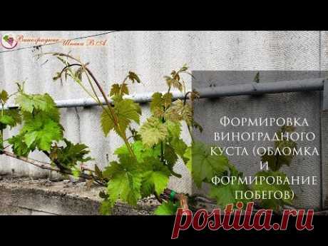 Формировка виноградного куста. Обломка, нормировка куста побегами