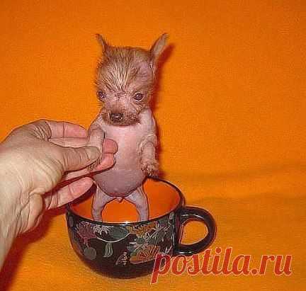 Продам буЛьтерьера! ..ЗлОй... Много жрЁт! ...Извините за неровный почерк ...Пишу в темноте ,...чтоб он не...видел!.....