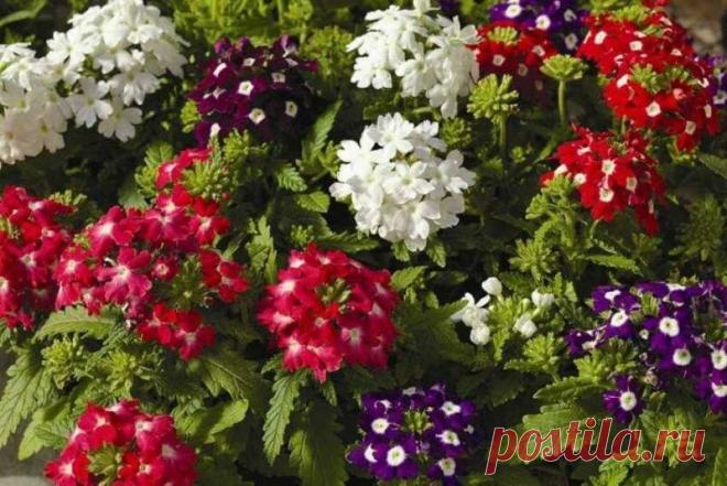Однолетние цветы: обязательно посадите их в цветники | Наталья Кудрявцева | Яндекс Дзен