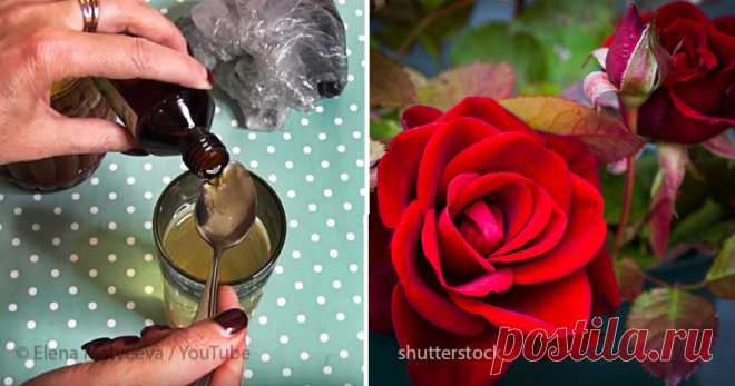 Видеоблогер: «Опробуйте рецепт маминой «Тройчатки» для проращивания роз. Суперсредство, девочки!» . Милая Я
