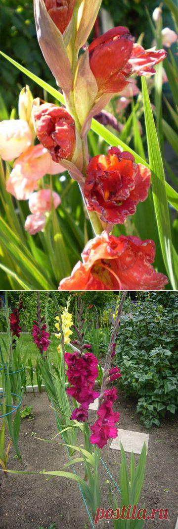 Как и чем лечить больные гладиолусы? | Огород без хлопот