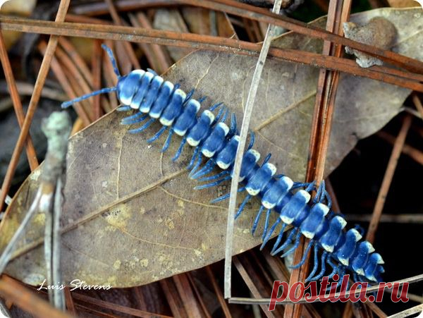 Синяя тропическая многоножка (лат.Pararhachistes potosinus)