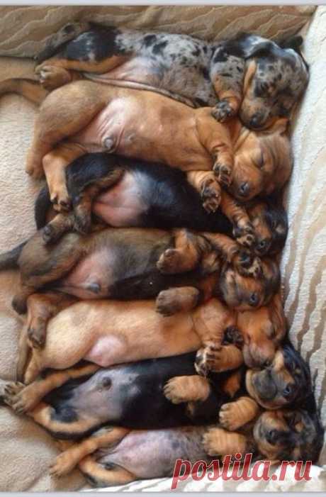 I Love all Dog Breeds: 5 Most adorable dog piles you have ever seen
