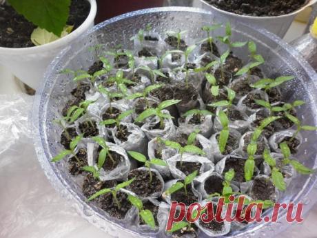 Томаты в пелёнках: экономим место, повышаем засухоустойчивость рассады | 6 соток